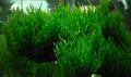 Taxiphyllum sp. "Flame", (Flame moss) (Таксифиллум "Флейм" (Мох Пламя)) - меристемное растение для аквариума 821.291.1.11
