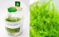 Taxiphyllum sp. "Peacock" (Таксифиллум Пиакок (Павлиный мох)) - меристемное растение для аквариума 821.671.1.11