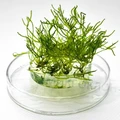 Taxiphyllum sp. "Peacock" (Таксифиллум Пиакок (Павлиный мох)) - меристемное растение для аквариума 821.671.1.11