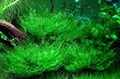 Taxiphyllum sp. "Peacock" (Таксифиллум Пиакок (Павлиный мох)) - меристемное растение для аквариума 821.671.1.11