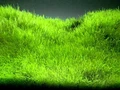 Utricularia graminifolia (Утрикулярия граминифолия) - меристемное растение для аквариума 821.111.1.11