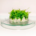 Vesicularia ferriei "Weeping Moss" (Везикулярия ферри "Випинг" (Плакучий мох)) - меристемное растение для аквариума 821.281.1.11