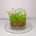 Marsilea crenata (Марсилия крената) - меристемное растение для аквариума 821.081.1.11