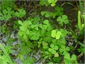 Marsilea crenata (Марсилия крената) - меристемное растение для аквариума 821.081.1.11
