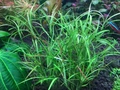 Juncus repens (Юнкус репенс) - меристемное растение для аквариума 821.821.1.11
