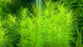 Pogostemon Erectus (Погостемон Эректус) - меристемное растение для аквариума 821.101.1.11