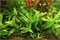 Cryptocoryne wendtii var. "Green Gecko" (Криптокорина Вендта "Грин Гекко") - меристемное растение для аквариума 821.271.1.11 - фото 31883