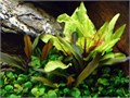 Cryptocoryne wendtii var. "Green Gecko" (Криптокорина Вендта "Грин Гекко") - меристемное растение для аквариума 821.271.1.11 - фото 31884