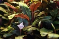 Bucephalandra sp. "Copper Leaf Melaw" (Буцефаландра "Купер Лиф Мелави") - меристемное растение для аквариума 821.951.1.30