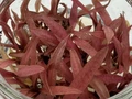 Cryptocoryne albida red (Криптокорина ребристая красная)  - меристемное растение для аквариума 821.701.1.30