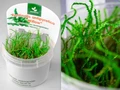 Fontinalis antipyretica "Willow" (Фонтиналис антипиретика "Уиллоу") - меристемное растение для аквариума 821.411.1.11