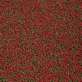 Anubias All Fish Opti Pellets - корм для всех видов рыб, гранулы 0.8мм, мешок 10кг AN-085060