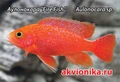 Магнитик "Akvionika" Осень 2025 MG-OS-25