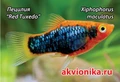 Магнитик "Akvionika" Осень 2025 MG-OS-25