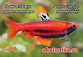 Магнитик "Akvionika" Осень 2025 MG-OS-25