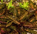 Cryptocoryne nurii (Криптокорина нури) - меристемное растение для аквариума 821.981.3.17